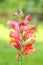 Common snapdragon Antirrhinum majus blooming