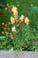 Common snapdragon or Antirrhinum majus flowering plants with light orange blooming flowers growing in shape of small bush in local