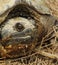 Common Snapping Turtle