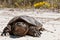 Common Snapping Turtle