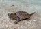 Common Snapping Turtle, Chelydra serpentina