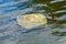 Common snapping turtle Chelydra serpentina in canal - Robbin`s Preserve, Davie, Florida, USA