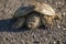 Common Snapping Turtle crossing the road