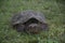 Common snapping turtle laying eggs