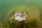 Common Snapping Turtle on Muddy Bottom in Lake