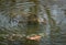 Common Snapping Turtle swimming in pond in wildlife sanctuary in Rome Georgia.