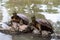 A common snapping Turtles