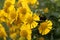 Common sneezeweed, Helenium autumnale