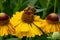 Common sneezeweed Helenium autumnale, with honeybee