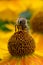 Common sneezeweed Helenium autumnale, honeybee close-up