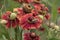 Common sneezeweed Helenium Moerheim Beauty, brown-red flowers and bees