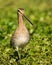 Common Snipe closeup