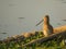 Common Snipe in evening light