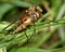 Common snipe fly (Rhagio tringarius) from above