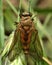 Common snipe fly (Rhagio tringarius) in profile