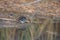Common Snipe (Gallinago gallinago) Bosque del Apache Wildlife Reserve New Mexico USA