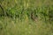 The common snipe Gallinago gallinagobetween grass
