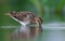 Common snipe probes shallow waters in search of food in summer