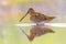 Common snipe wader bird in habitat background