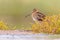 Common snipe wader bird in habitat background