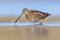 Common snipe wader bird in marshland background