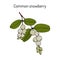 Common snowberry Symphoricarpos albus , ornamental and medicinal plant