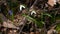 Common snowdrop bloom, fallen tree log, trunk and twigs, fallen leaves, full blossom macro, seasonal pagan nature awakening