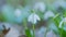 Common Snowdrop Blooming. Spring Flower Snowdrop Is First Flower In Beginning Of Spring And End Of Winter.