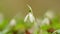 Common Snowdrop Blooming. Spring Flower Snowdrop Is First Flower In Beginning Of Spring And End Of Winter. Close up.