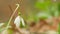 Common Snowdrop Blooming. Spring Flower Snowdrop Is First Flower In Beginning Of Spring And End Of Winter. Macro view.