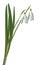 Common Snowdrop Flowers Cutout