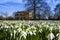 Common Snowdrop, Galanthus nivalis