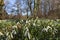 Common Snowdrop, Galanthus nivalis