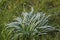 Common Snowdrop, Galanthus nivalis