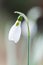 Common snowdrop, Galanthus nivalis, budding flower