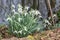 Common snowdrop, Galanthus nivalis, flower on the bank of a stream