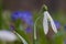 Common snowdrop, Galanthus nivalis, symbol of spring enjoys direct sunshine, colorful blurred background close-up