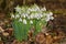 Common snowdrops