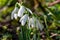 Common snowdrops galanthus nivalis