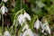 Common snowdrops galanthus nivalis