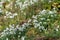 Common snowdrops (galanthus nivalis