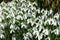 Common snowdrops (galanthus nivalis