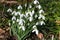 Common snowdrops (galanthus nivalis