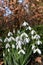 Common snowdrops (galanthus nivalis