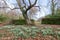 Common snowdrops (galanthus nivalis