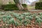 Common snowdrops (galanthus nivalis