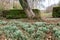 Common snowdrops (galanthus nivalis