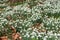 Common snowdrops (galanthus nivalis