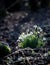 Common snowdrops (Galanthus nivalis) with the sun catching the flowers.