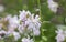 Common soapwort, bouncing-bet, crow soap, wild sweet William plant. Saponaria officinalis white flowers in summer garden